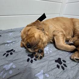 Guardian home female- black collar - Golden female Golden Retriever puppy in Piedmont, South Carolina from The Farm at Saluda Ridge