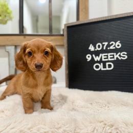 Jessie - Red female Dachshund puppy in Goodyear, Arizona from AZ Low Life Doxies