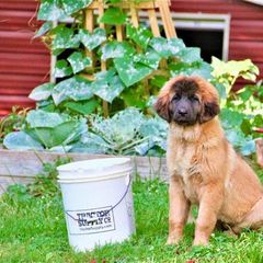 Great Pyrenees and Leonberger Puppies from Easter Acres