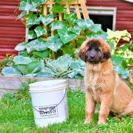 Great Pyrenees and Leonberger Puppies from Easter Acres