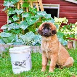 Great Pyrenees and Leonberger Puppies from Easter Acres