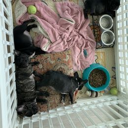 French Bulldog Puppies from Luna and London’s Puppies