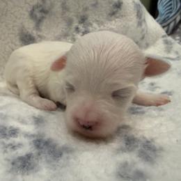 Doug - White male Maltipoo puppy in Dade City, Florida from Watkins Maltipoo's