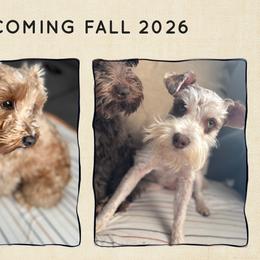 Miniature Schnauzer puppies from Barkin’ Beauty Schnauzers