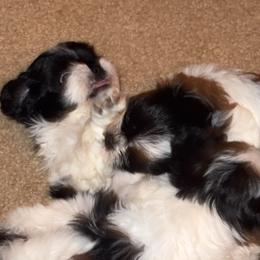 Shih Tzu Puppies from Adams Pawsitive Pawfection