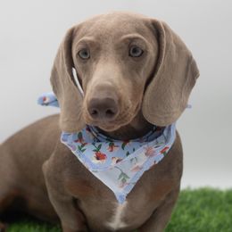 Tony - Fawn male Dachshund puppy in Mesa, Arizona from Dach Army formerly 8 Dach Army