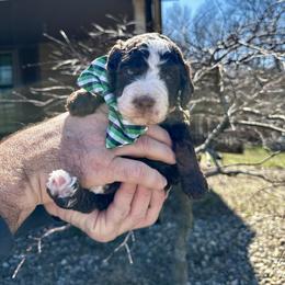 Chocolate Tri - Tri-color male Bernedoodle puppy in Holt, Missouri from Mindys Doodles