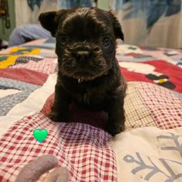 Abby - Black and white female French Bulldog puppy in Bend, Oregon from High Lakes Frenchies