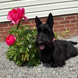 Athena - Scottish Terrier