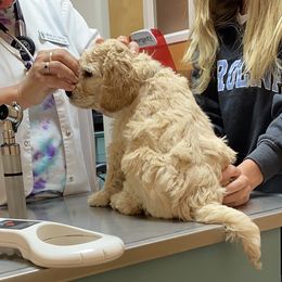 Layla - Australian Labradoodle
