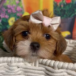 Calla - Red sable female Havanese puppy in Clermont, Florida from Country Sweet Havanese and Creative Coaching
