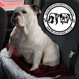 Georgia - Bulldog