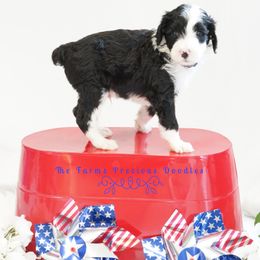 Goldendoodle and Sheepadoodle Puppies from The Farms Precious Doodles