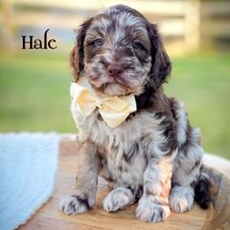 Hale - Merle male Double Doodle puppy in Cleveland, Tennessee from Edgewater Doodles & Designer Pups