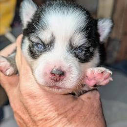 Brie - 2500 - Black and white female Pomsky puppy in Spring Hill, Florida from www.PuppyTimeEmporium.com