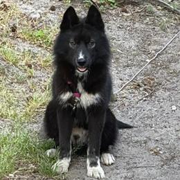 Elijah - Black and white male Siberian Husky puppy in Warrenville, South Carolina from WinterCrest Siberian Huskies