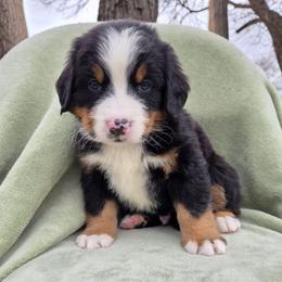 Adam--Blue Collar - Black rust and white male Bernese Mountain Dog puppy in Greenwood, Delaware from A&A Greenwood Puppies