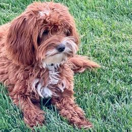 Bella - Goldendoodle