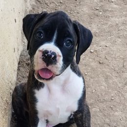 Boxers from Michele's Boxers