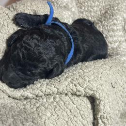 Blue striped collar - Black female Labradoodle puppy in Mc Cook, Nebraska from Powers Doodles