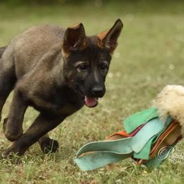 German Shepherd Puppies from Büserhaus Working Dogs