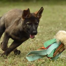 German Shepherd Puppies from Büserhaus Working Dogs