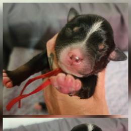 Snoopy - Black tri male Miniature Australian Shepherd puppy in Macomb, Missouri from Faunus Farms and Aussies