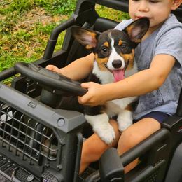 Pembroke Welsh Corgi Puppies from McMillion Corgis