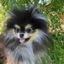Ruby (toy size) - Black and tan parti female Pomeranian puppy in Citrus Heights, California from Yev and Marina's Pomeranians (AKC)