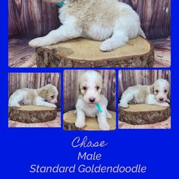 Chase - Parti male Goldendoodle puppy in Grabill, Indiana from Rose's Doodles