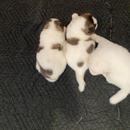 Akita Puppies from Gloe Akita's