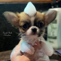 Falcon - Red and white male Chihuahua puppy in Michigan from Fanciful Thrills Kennel