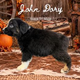 John Dory - Black tri male Miniature Australian Shepherd puppy in Oronogo, Missouri from Dutton's Show Me Farms