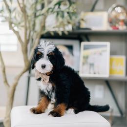 Gouda - Tri-color male Bernedoodle puppy in Murray, Utah from Sun Valley Doodles