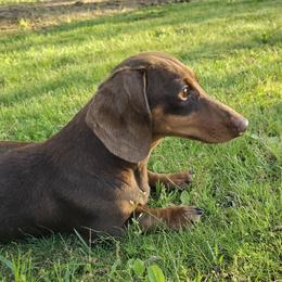 Sage - Dachshund
