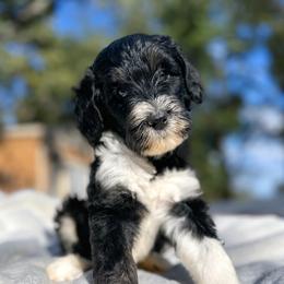 Shakespeare - Tri-color male Bernedoodle puppy in Osage City, Kansas from Golden Ridge Goldens