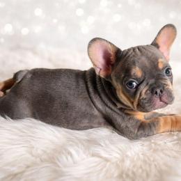 Lilac Tri Boy - Tricolors male French Bulldog puppy in Euless, Texas from Moki&Mello