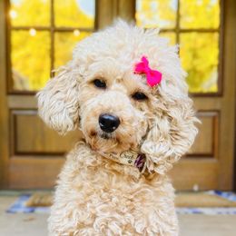 Bella - Poodle