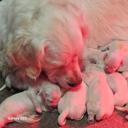 Boy 5 - male Golden Retriever puppy in Chesterton, Indiana from Takota Dogs