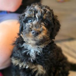 Orion - Merle male Bernedoodle puppy in Malden, Illinois from Doting Doodles