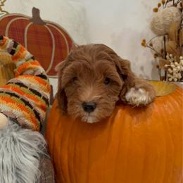 Tinkerbell-Ready to go home - Red  female Goldendoodle puppy in Mesa, Arizona from AZ River Doodles