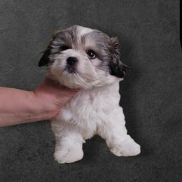 Boy 2 white gray - White male Morkie puppy in Concord, California from Puppy Boutique