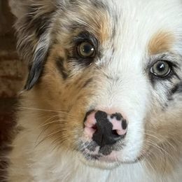 Australian Shepherd Puppies from Boundless Joy Aussies