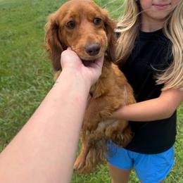 Lulu - Dachshund