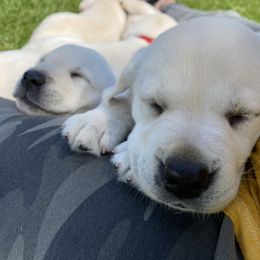 Labrador Retriever Puppies from Dancing Sky Labradors