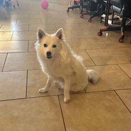 Jasmine - American Eskimo Dog