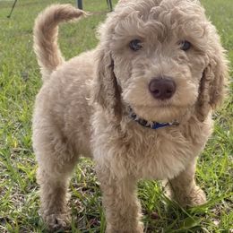 Goldendoodles from Blissful Goldendoodles