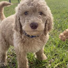 Goldendoodles from Blissful Goldendoodles