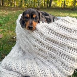 Boy 1 - Dapple male Dachshund puppy in Crossville, Tennessee from Golden Mini Farm