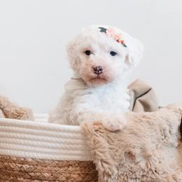 Babs - Parti female Goldendoodle puppy in Lima, Ohio from Hommel’s Mini Darling Doodles